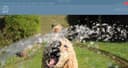 BestPet storefront